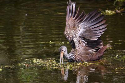 Limpkin