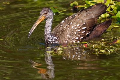 Limpkin