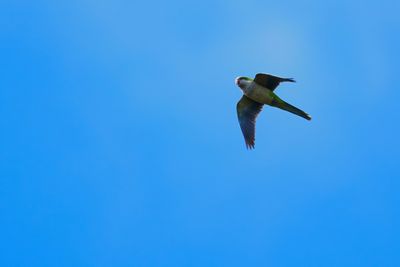 Monk parakeet