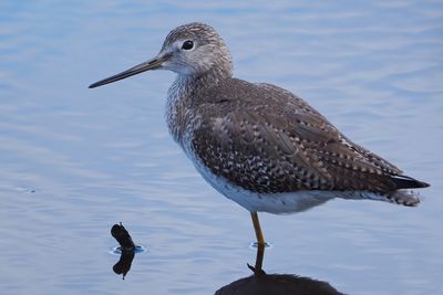 Greater yellowlegs