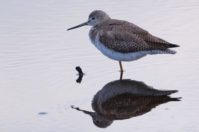 Greater yellowlegs