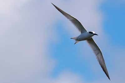 Forster's tern