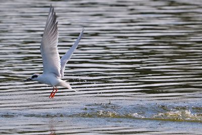 Forster's tern