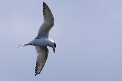 Forster's tern