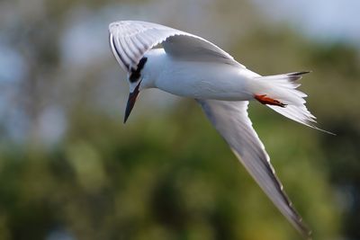 Forster's tern