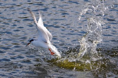 Forster's tern emerging from a dive