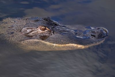 American alligator