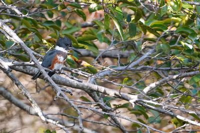 Female belted kingfisher