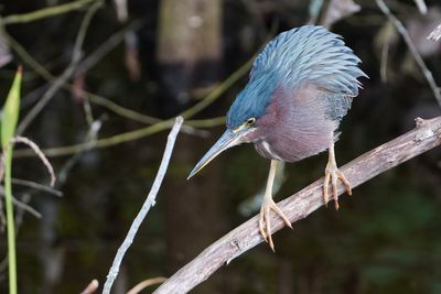 Green heron