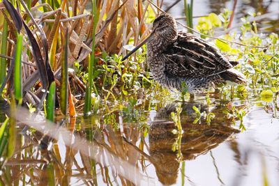 Wilson's snipe