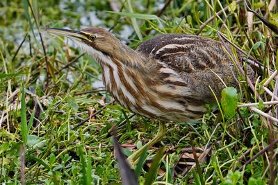 American bittern