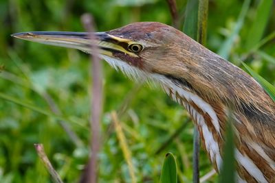 American bittern close up