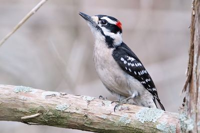 Male downy woodpecker