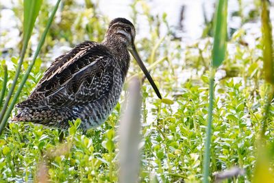 Wilson's snipe