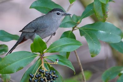 Grey catbird