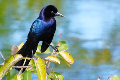 Male boat-tailed grackle