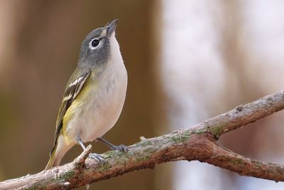 Blue-headed vireo