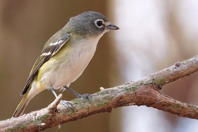 Blue-headed vireo