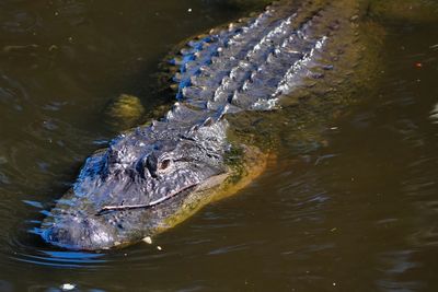 Alligator