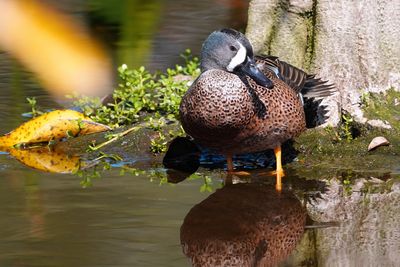 Male blue-winged teal