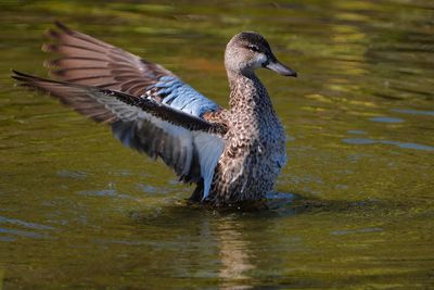 Female blue-winged teal