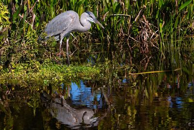 Great blue heron