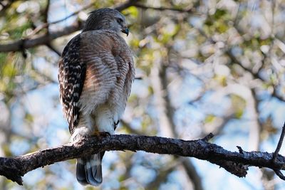 Red-shouldered hawk