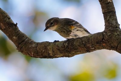 Yellow rumped warbler