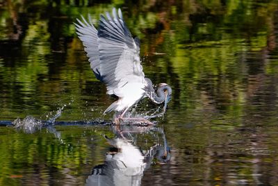 Tricolored heron plunging for a fish