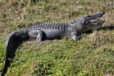 Alligator