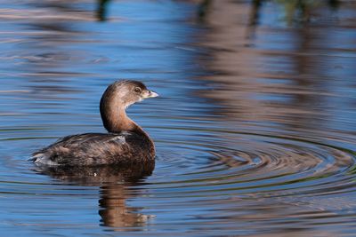 Pied-billed grebe