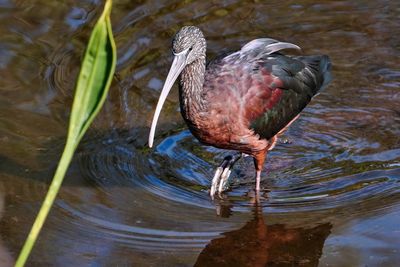 Glossy ibis