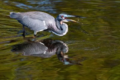 Tricolored heron tossing a fish