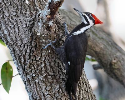 Pileated woodpecker