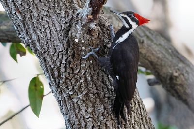 Pileated woodpecker