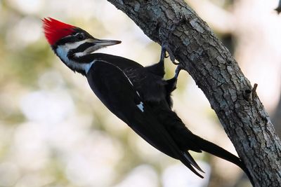 Pileated woodpecker