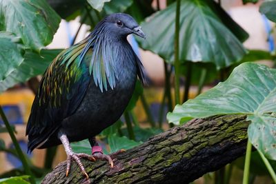 Nicobar pigeon