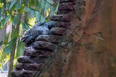 Tawny frogmouth
