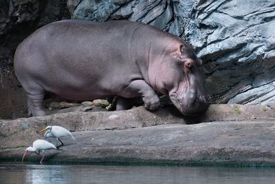 Hippopotamus