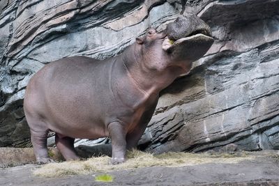 Hippopotamus