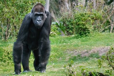 Gorilla