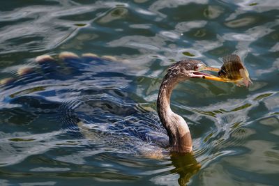 Anhinga with a fish