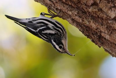 Black-and-white warbler
