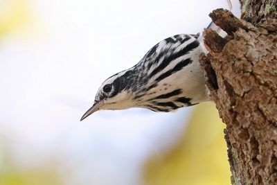 Black-and-white warbler