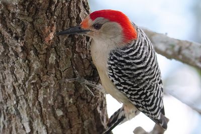 Red-bellied woodpecker