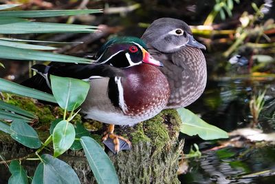 Wood duck couple