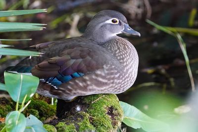 Female wood duck