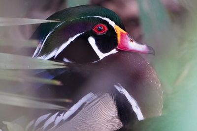 Male wood duck closeup