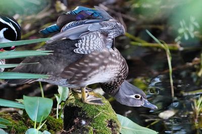Female wood duck, stretching