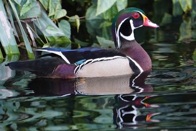 Male wood duck